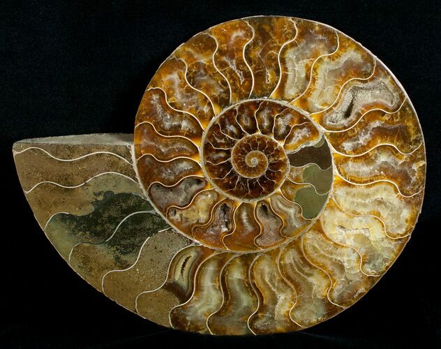 Stunning Inch Polished Ammonite - Half #5212